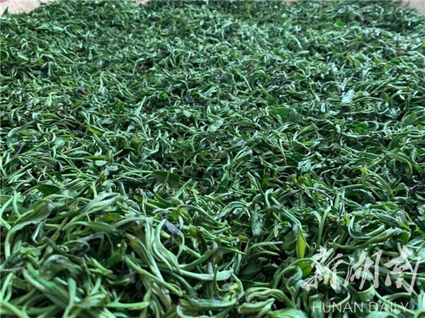 湘鄉(xiāng)毛田鎮(zhèn):“茶葉經(jīng)濟”鋪就鄉(xiāng)村振興致富路(圖2)