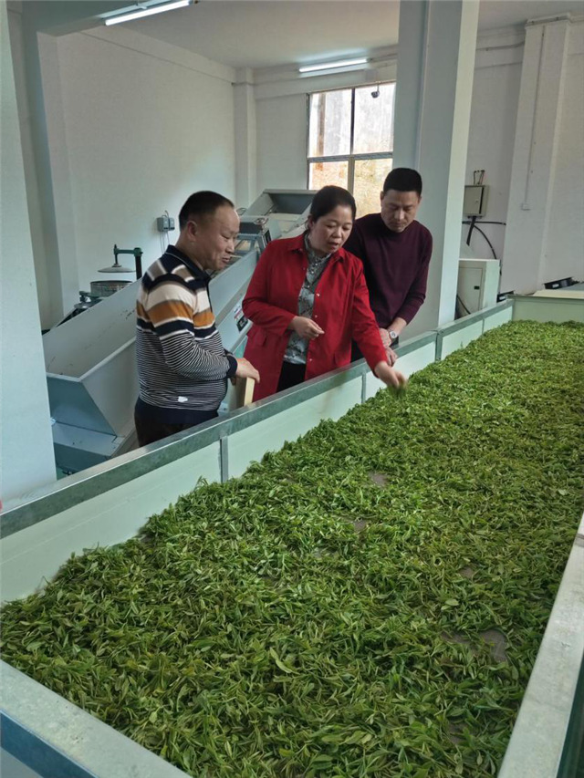 一壺好茶送春來(lái)——“精準(zhǔn)扶貧企業(yè)品牌”香露紅(圖3)