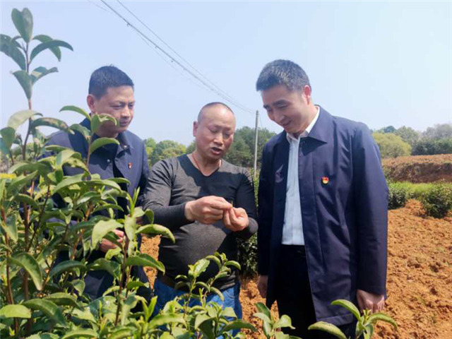 一壺好茶送春來(lái)——“精準(zhǔn)扶貧企業(yè)品牌”香露紅(圖4)