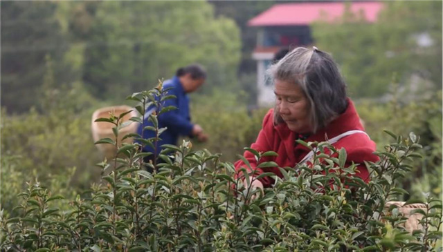 一壺好茶送春來(lái)——“精準(zhǔn)扶貧企業(yè)品牌”香露紅(圖8)