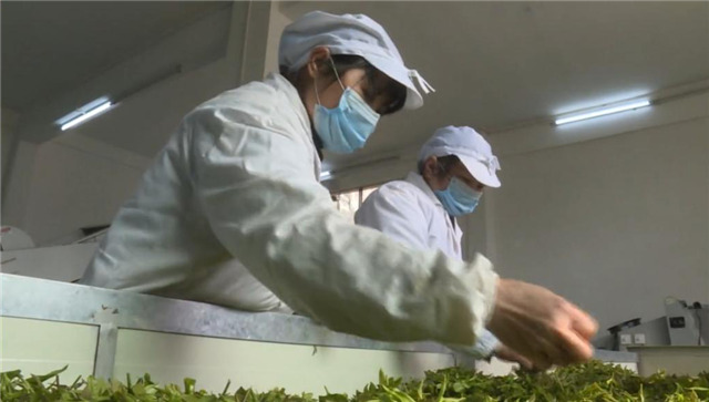 一壺好茶送春來(lái)——“精準(zhǔn)扶貧企業(yè)品牌”香露紅(圖9)