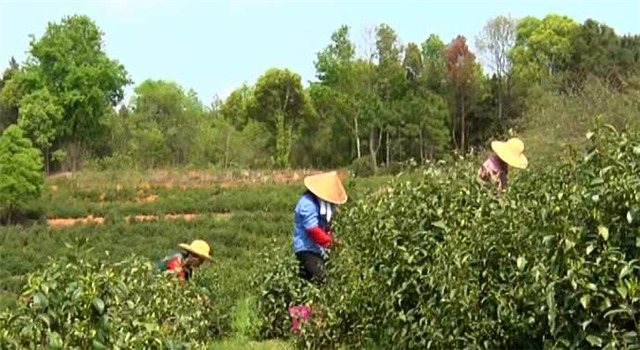 一壺好茶送春來(lái)——“精準(zhǔn)扶貧企業(yè)品牌”香露紅(圖11)