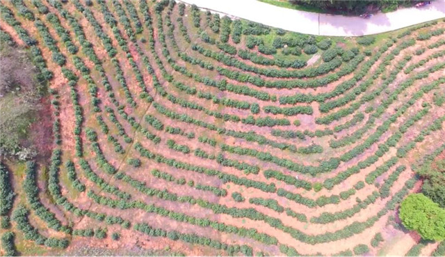 一壺好茶送春來(lái)——“精準(zhǔn)扶貧企業(yè)品牌”香露紅(圖12)