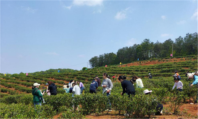 一壺好茶送春來(lái)——“精準(zhǔn)扶貧企業(yè)品牌”香露紅(圖14)