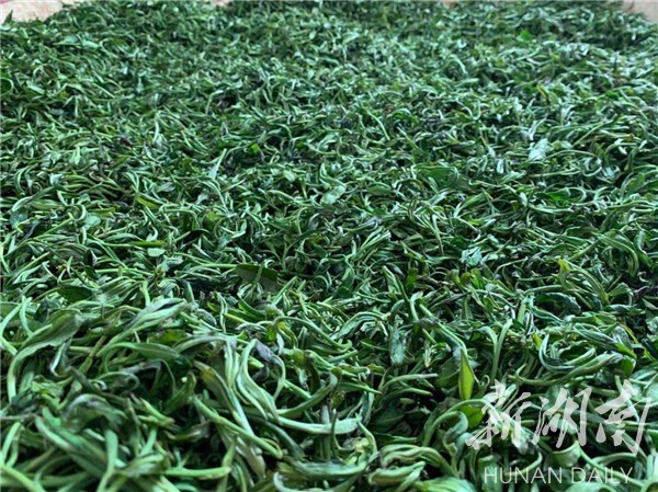 湘鄉(xiāng)毛田鎮(zhèn)：“茶葉經(jīng)濟(jì)”鋪就鄉(xiāng)村振興致富路(圖2)